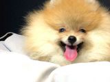 Pomeranian Yavrumuz Gelmiştir