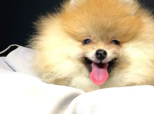 Pomeranian Yavrumuz Gelmiştir