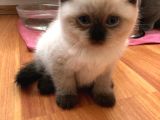 British Blue Point Yavrular