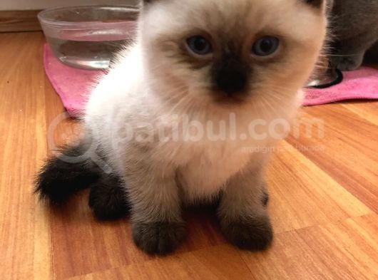 British Blue Point Yavrular görsel