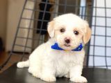 Yavru Maltese Terrier