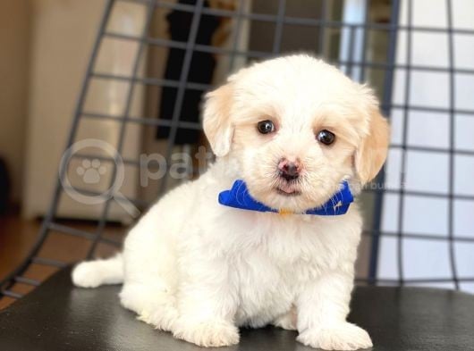 Yavru Maltese Terrier görsel
