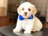Yavru Maltese Terrier