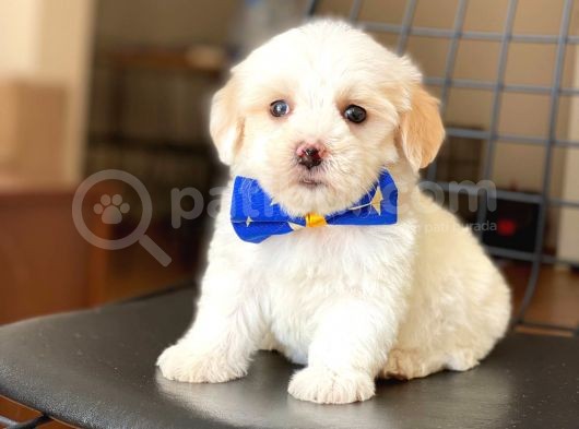 Yavru Maltese Terrier görsel