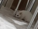 2 Aylık British Shorthair