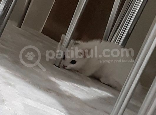 2 Aylık British Shorthair görsel