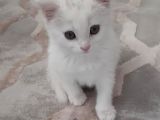 2 Aylık British Shorthair