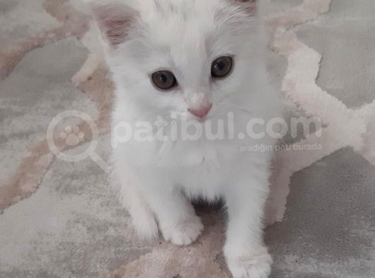 2 Aylık British Shorthair görsel