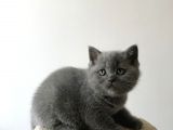 British Shorthair Dişi Yavru