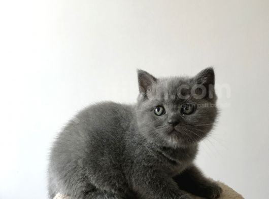 British Shorthair Dişi Yavru
