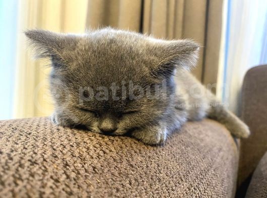 British Shorthair Dişi Yavru görsel