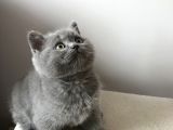 British Shorthair Dişi Yavru