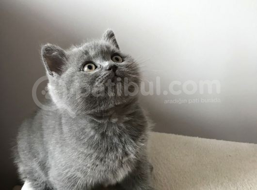 British Shorthair Dişi Yavru görsel