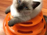 British Blue Point Yavrular
