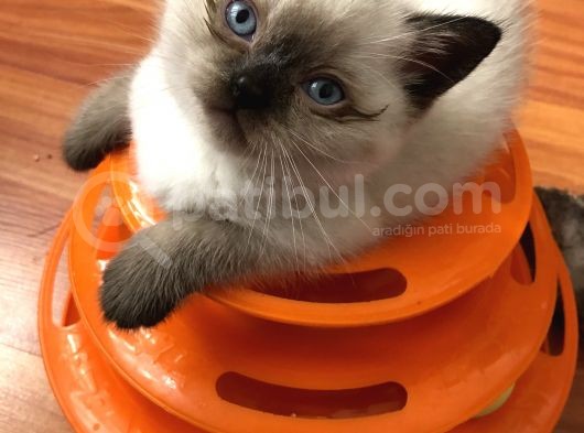 British Blue Point Yavrular