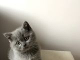 British Shorthair Dişi Yavru