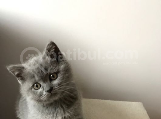 British Shorthair Dişi Yavru görsel