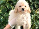 Toy Poodle Yavrular