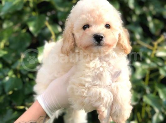 Toy Poodle Yavrular