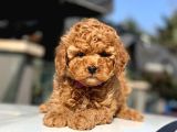 Toy Poodle Yavrular