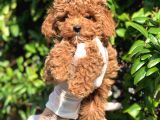 Toy Poodle Yavrular