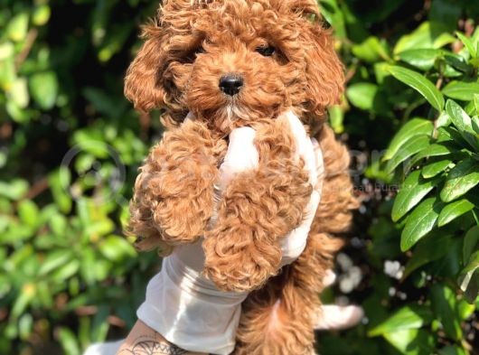 Toy Poodle Yavrular görsel
