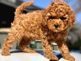 Toy Poodle Yavrular
