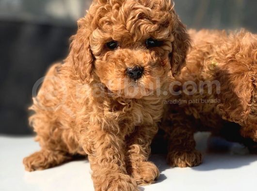 Toy Poodle Yavrular görsel