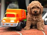Toy Poodle Yavrular