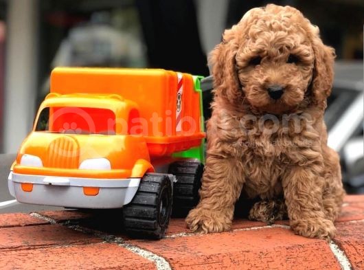 Toy Poodle Yavrular görsel