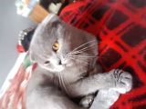 Kehribar Gözlü 1 Yaş Scottish Fold Erkek