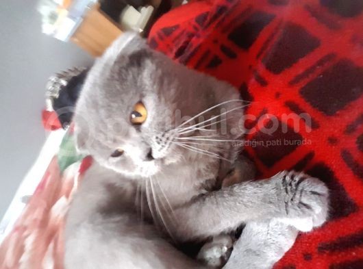 Kehribar Gözlü 1 Yaş Scottish Fold Erkek