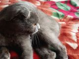 Kehribar Gözlü 1 Yaş Scottish Fold Erkek