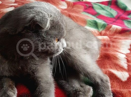 Kehribar Gözlü 1 Yaş Scottish Fold Erkek görsel