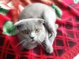 Kehribar Gözlü 1 Yaş Scottish Fold Erkek