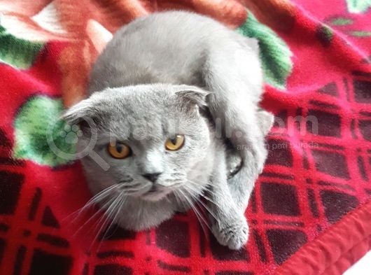 Kehribar Gözlü 1 Yaş Scottish Fold Erkek görsel