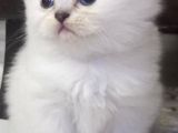 Minik Kızımız