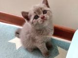 Orginal British Short Hair Yavruları