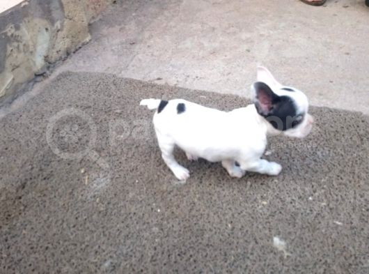 Sevimli French (Fransız) Bulldoglar görsel