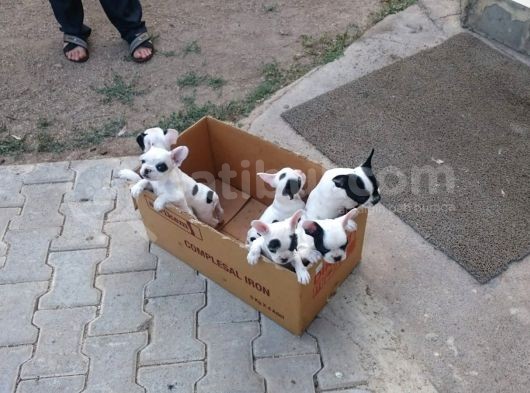 Sevimli French (Fransız) Bulldoglar