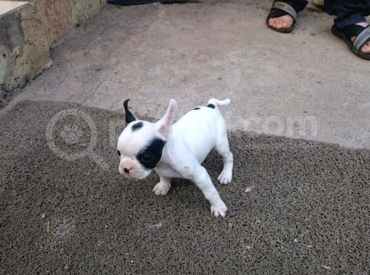 Sevimli French (Fransız) Bulldoglar görsel