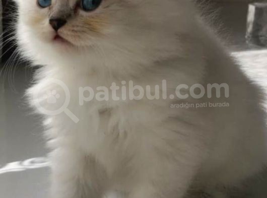 Minik Kızımız görsel