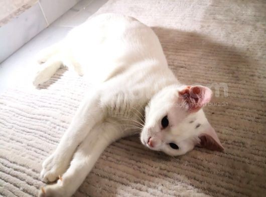 4 Aylık Bembeyaz Van Kedisi görsel