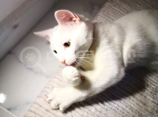 4 Aylık Bembeyaz Van Kedisi görsel