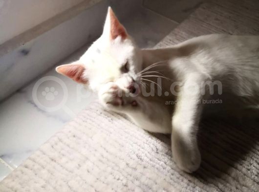 4 Aylık Bembeyaz Van Kedisi görsel