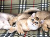 Golden British Shorthair Ny12, Ay25