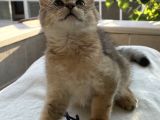 Golden British Shorthair Ny12, Ay25