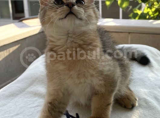 Golden British Shorthair Ny12, Ay25 görsel