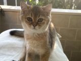 Golden British Shorthair Ny12, Ay25