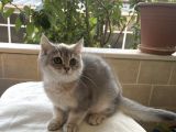 Golden British Shorthair Ny12, Ay25
